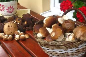 Forest Corner Agritourism