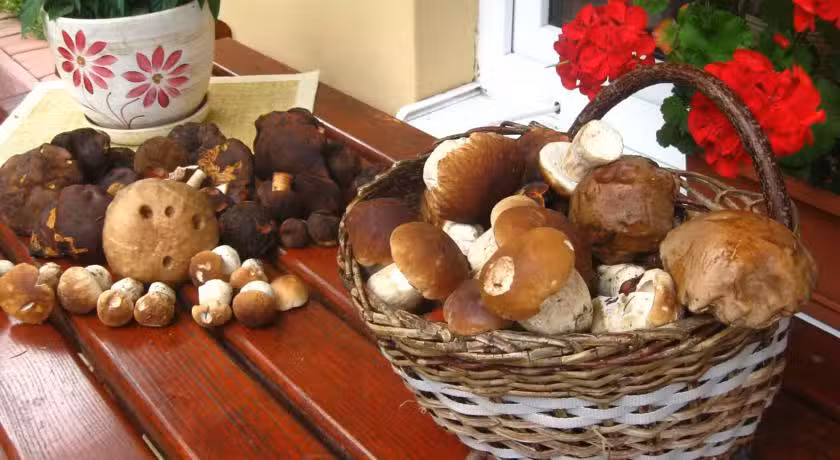 Forest Corner Agritourism