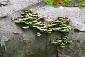 Agroturystyka u Sawickich