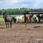 Agroturystyka Zielony Zakątek