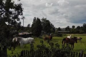 Wohnungen in der Nähe des Waldes