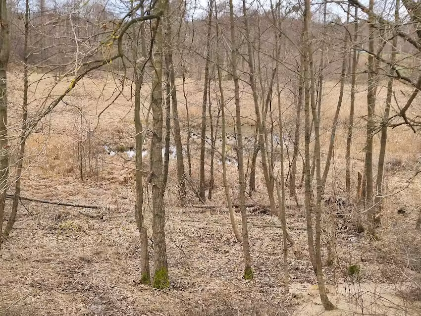 Bieszczadzki Holender