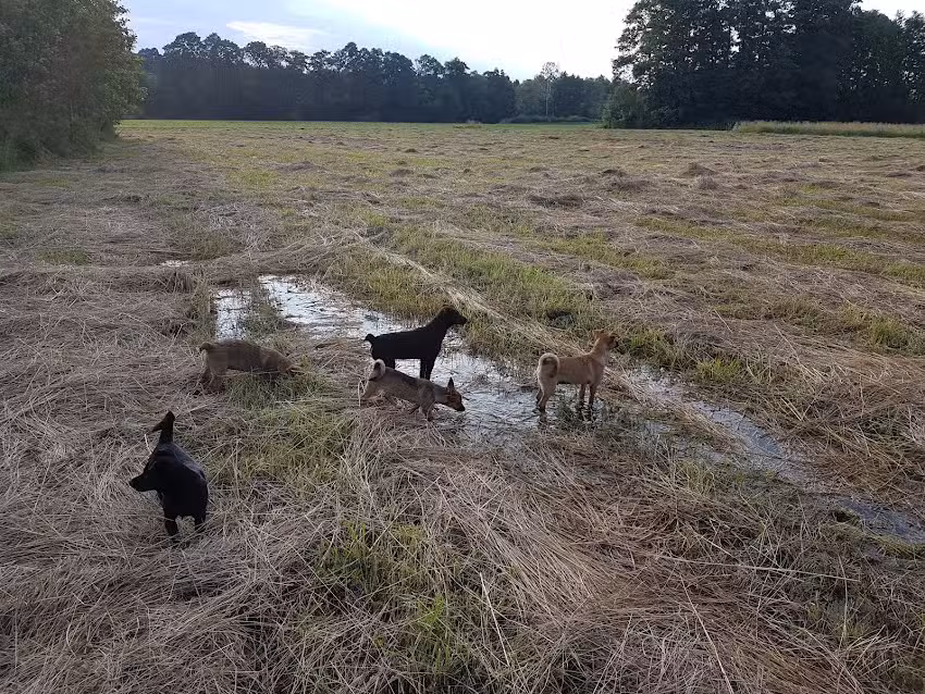 Chester&rsquo;s Field