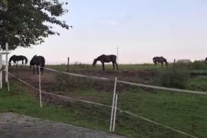 Domki Stajnia Bursztynowa