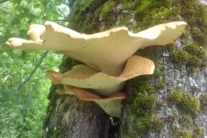 Domki wypoczynkowe Mieruniszki