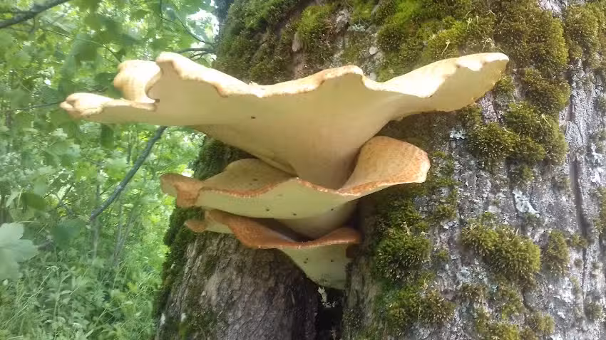 Mieruniszki holiday cottages