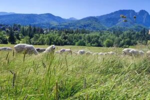 Highlander’s Cottage in Zakopane
