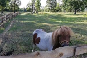 Agrotouristischer Bauernhof „Pod Dębami“
