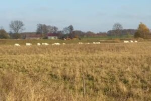 Atmospheric House in Warmia