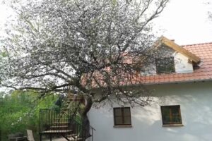 Forest Apartments in the Tuchola Forest