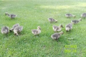 Mitowska Zagroda – Agrotouristischer Bauernhof, Lehrbauernhof