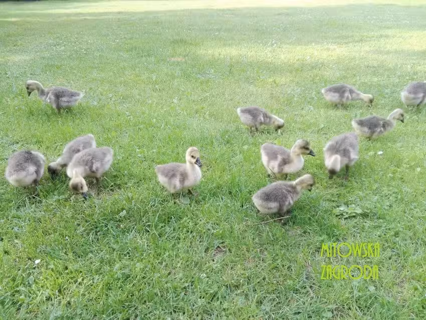 Mitowska Zagroda – gospodarstwo agroturystyczne, zagroda edukacyjna