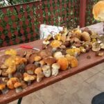 Pod Gruszą. Gospodarstwo agroturystyczne