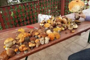 Pod Gruszą. Agrotourismus-Bauernhof