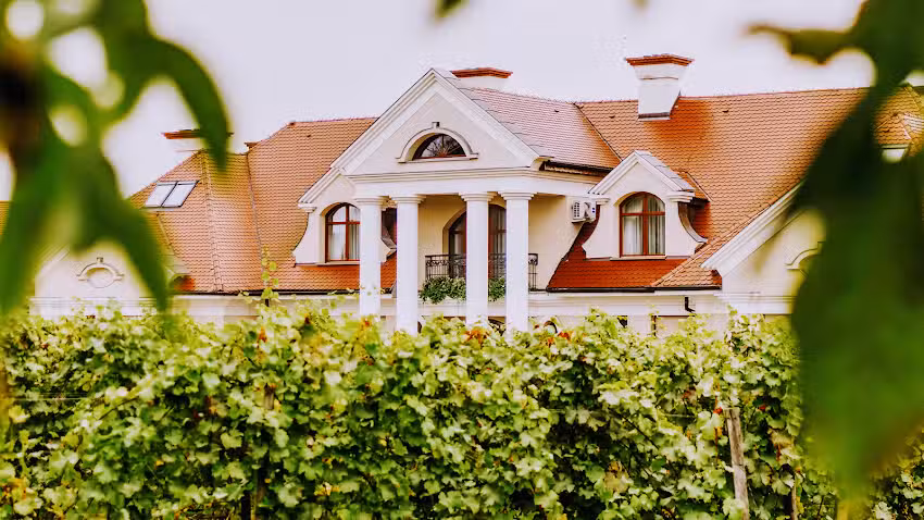 Winny Dworek • Stara Winna Góra Vineyard