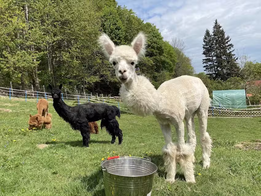 AlpacoTherapie-Bauernhof