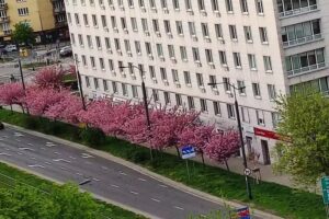 Żoliborz Apartments